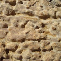 Fossil Limestone 06