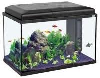 aquarium fish tank