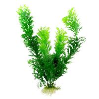 Aquarium Plants