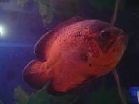 Red Oscar Fish