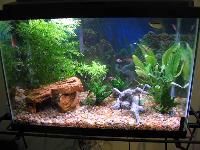 freshwater aquariums