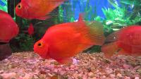 red parrot fish