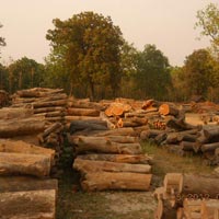 Wood  Logs Eucalyptus