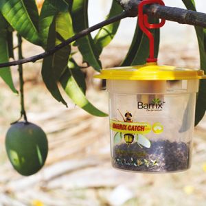 Barrix Catch Fruit Fly Trap