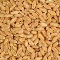 Wheat Seed