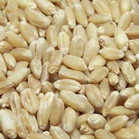 Wheat Seeds