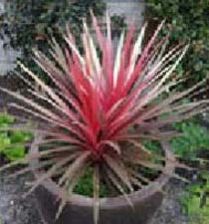 cordyline plants