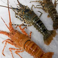 Frozen Lobster Fish