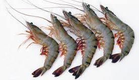 Frozen Tiger Prawns