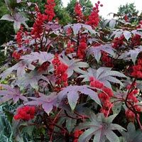 Ricinus Communis