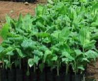 Tissue Culture Banana Plants