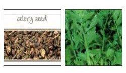 Celery Seed Oil