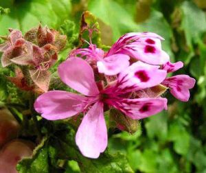 Geranium Oil