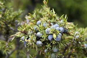 Juniper Berry Oil