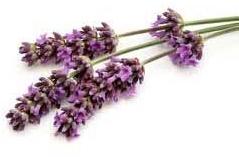 Lavender Oil