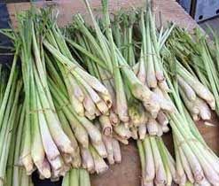 Lemongrass Oil