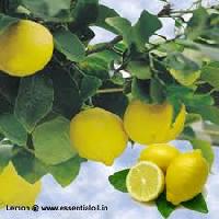 Lime Oil