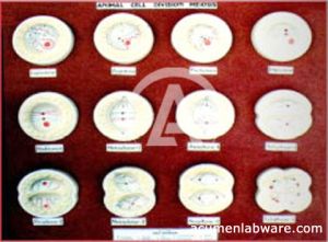 Animal Cell Division Meiosis