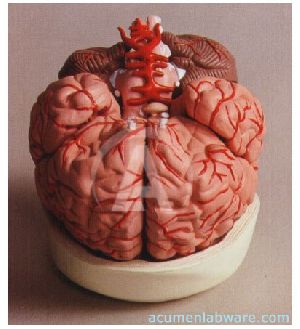 Human Brain