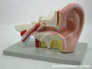 Human Ear Model