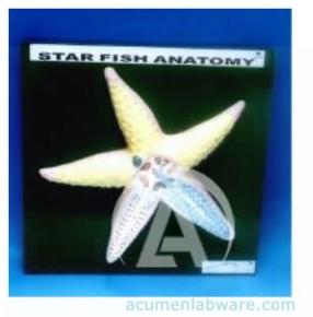 Star Fish Model