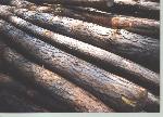 Variety of Pine Logs