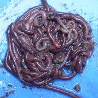Vermicomposting Earthworms
