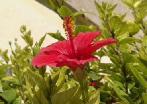 Hibiscus Flower