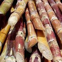 Sugarcane