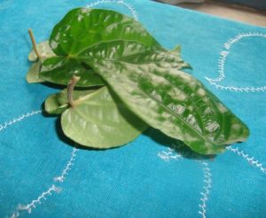 Betel Leaves