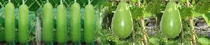 Bottle Gourd