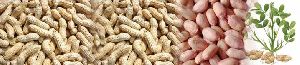 Groundnuts