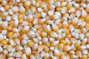 Maize