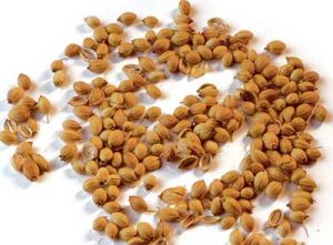 Coriander Seeds