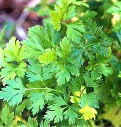 Parsley