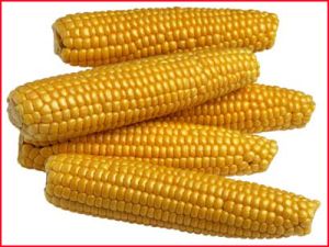 Maize/corn