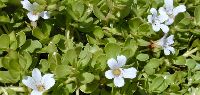 Bacopa Monnieri