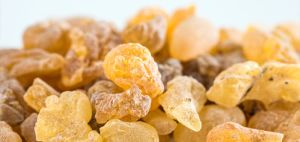 Boswellia