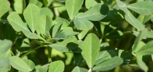 Fenugreek