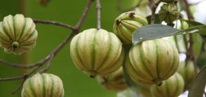 Garcinia Cambogia Extract