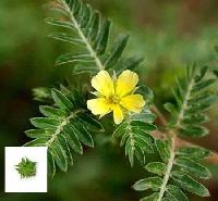 Tribulus Terrestris