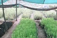agro forestry plants