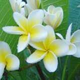 Frangipani Absolute Oil