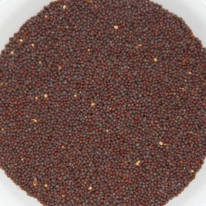 Black Mustard Seed