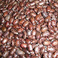 Indian Castor Seed