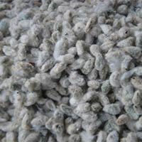Indian Cotton Seed