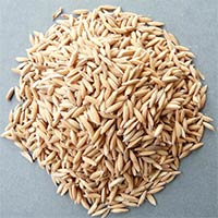 Pusa Basmati Paddy Rice