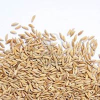 Sharbati Basmati Paddy Rice