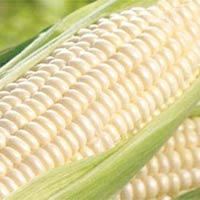 White Corn Grade 1