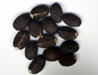 Jatropha Curcas Seeds